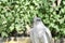 white hawk closeup portrait with green forest on background