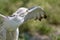 white hawk closeup portrait with green forest on background