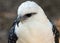 White hawk portrait