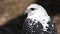 White hawk in profile