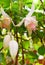 White Hawkshead Fuchsia Flowers - Hardy Fuchsia or Hummingbird Fuchsia