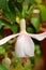 White Hawkshead Fuchsia Maegllanica - Hummingbird or Hardy Flower