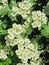 White hawthorn blooms