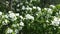 White hawthorn Crataegus blossom in springtime.