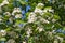 White hawthorn - Crataegus bush, quickthorn, thornapple, May-tree, whitethorn or hawberry in bloom