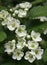 White hawthorn flowers