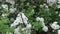 White hawthorn flowers