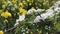 White hawthorn flowers against flowering yellow rapeseed