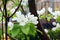 White hawthorn flowers bloom all over the branches in April.