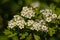 White hawthorn flowers on a bush in spring - crateagus laevigata