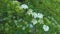 White Hawthorn Flowers. Spring Blooming. Flowering Hawthorn, Crataegus Monogyna on a May day