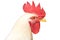 White Head chicken bantam ,Rooster on white (Die cutting)