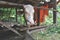 White head cows stand in a traditional cage