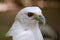 White head falcon