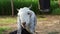 White head goat capra hircus relaxing in a farm. farm animals background theme. livestock farming theme. goat with chain closeup