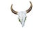 White head skull of asia cow isolate white background with clipp