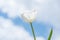 White head tulips flower, with blue and white sky in background, focus foreground