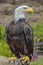 White-headed bald eagle standing close up