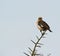 The White-headed Buffalo-weaver