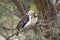 White-Headed Buffalo Weaver doing grooming