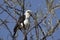 White headed Buffalo-Weaver sitting in the crown of a tree in the bush savannah