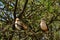 White-headed buffalo weavers, Amboseli National Park, Kenya