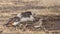 White-headed Buffalo Weavers Thirsty