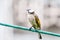 The white headed bulbul on branches and wires