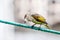 The white headed bulbul on branches and wires