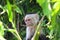 White-headed capuchin angry