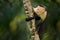 White-headed Capuchin, black monkey sitting and shake one\\\'s fist on tree branch in the dark tropical forest. Wildlife of Costa