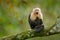 White-headed Capuchin, black monkey sitting on tree branch in the dark tropic forest. Wildlife Costa Rica. Travel holiday in Centr