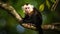 White-headed Capuchin, black monkey sitting on tree branch in the dark tropical forest. Generative AI