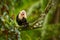 White-headed Capuchin, black monkey sitting on tree branch in th