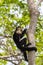 White-headed capuchin - Cebus capucinus