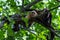 White headed capuchin - Cebus capucinus - Pura Vida