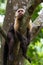 White headed capuchin - Cebus capucinus - Pura Vida