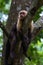 White headed capuchin - Cebus capucinus - Pura Vida