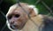 White headed capuchin monkey in cage in Costa Rica