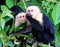 White-headed Capuchin Monkeys
