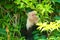 White-headed capuchin, peering through the jungle