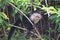 White-headed capuchin, swinging a branch