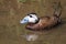 White-headed duck