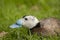 White-headed duck