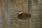 White-headed Duck , Oxyura leucocephala