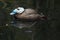 White-headed duck (Oxyura leucocephala)