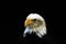 White-headed eagle