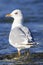 White headed gull standing in river