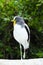 White headed lapwing