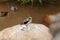 White-headed lapwing called Vanellus albiceps